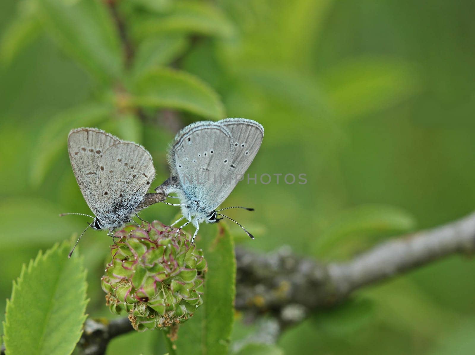 Pairing of the dwarf blue (Cupido minimus)