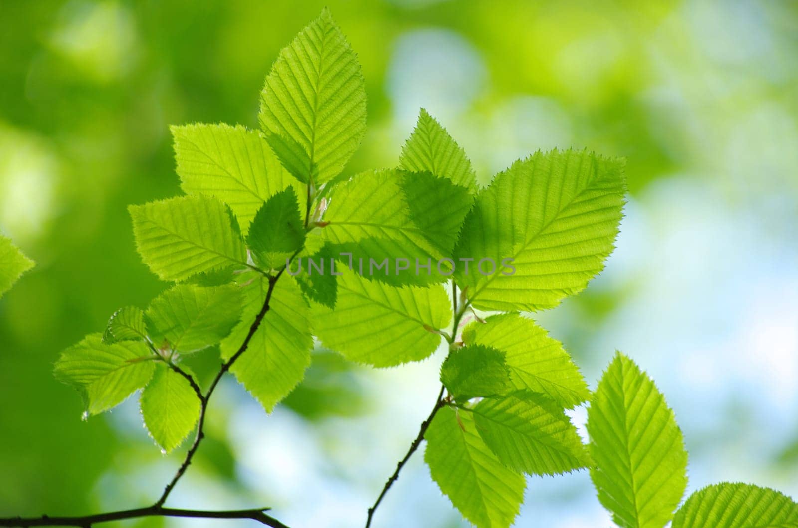 green leaves background in sunny day