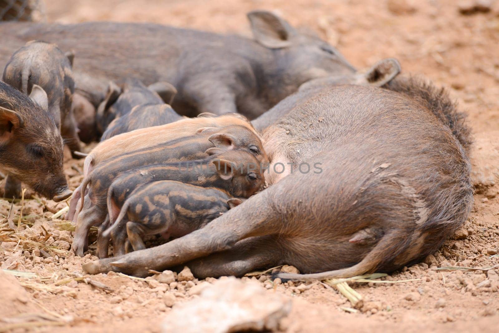 an asiatic wild boar feeding their baby