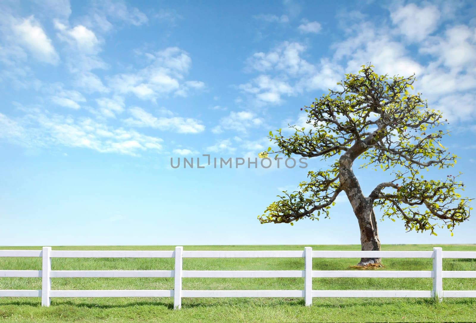 white fence on green grass with blue sky