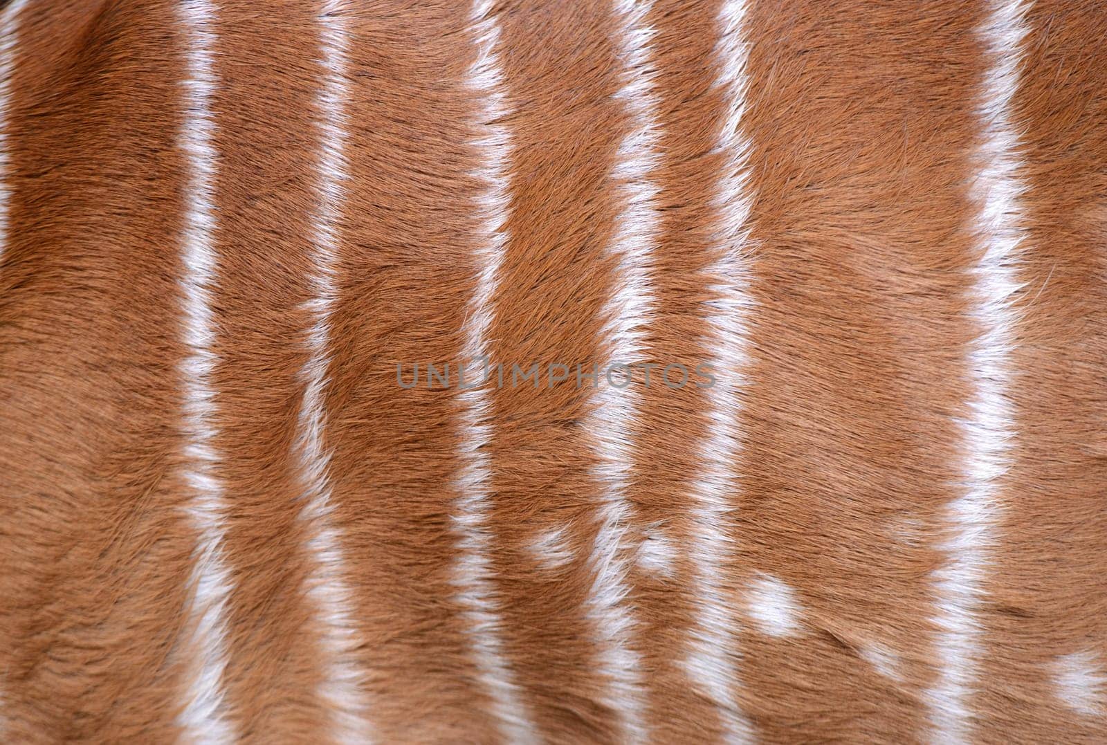 textured of nyala fur can use for background
