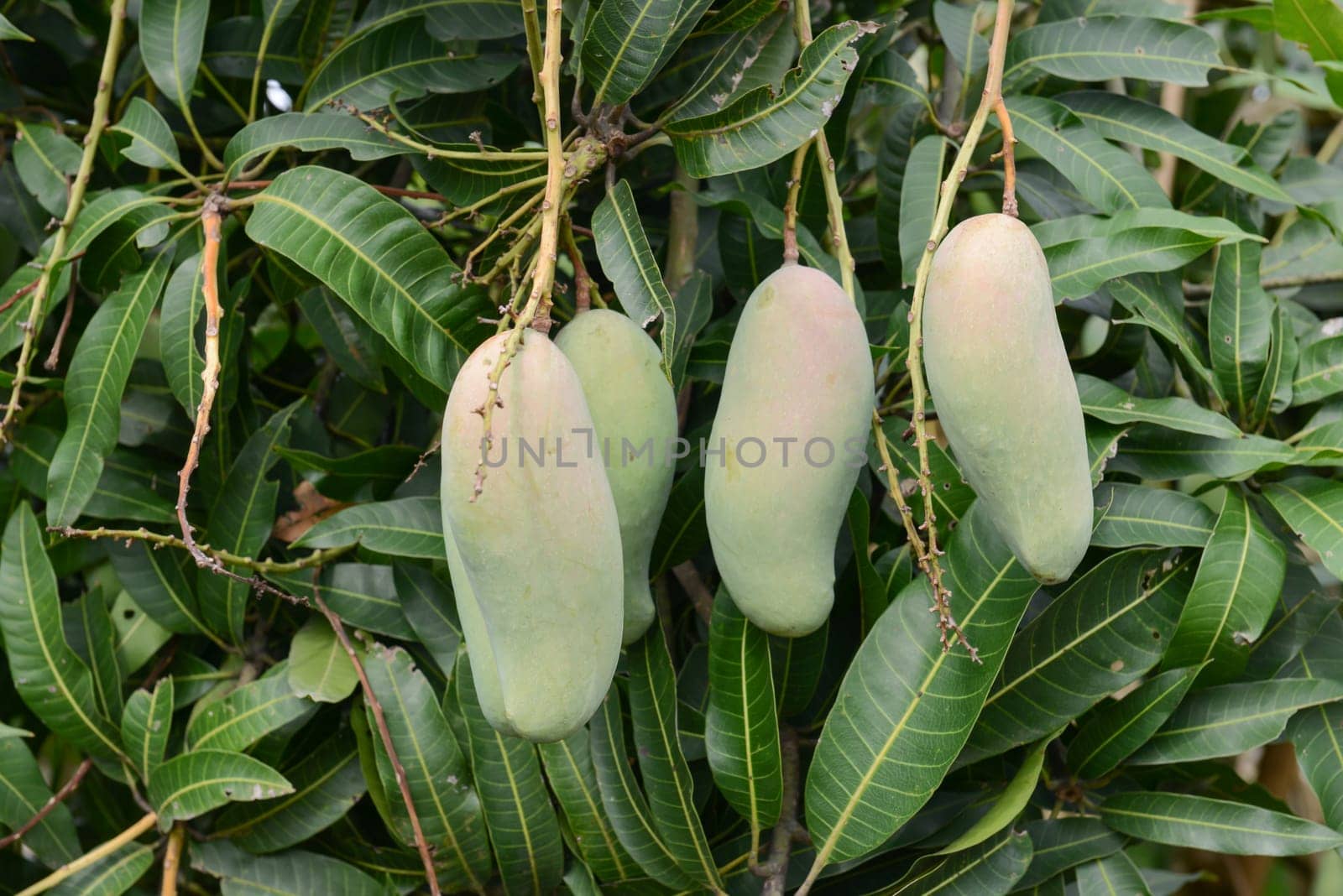 fresh mango on tree in the orchard