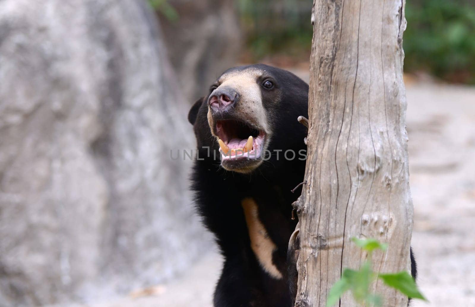 close up of malayan sun bear head