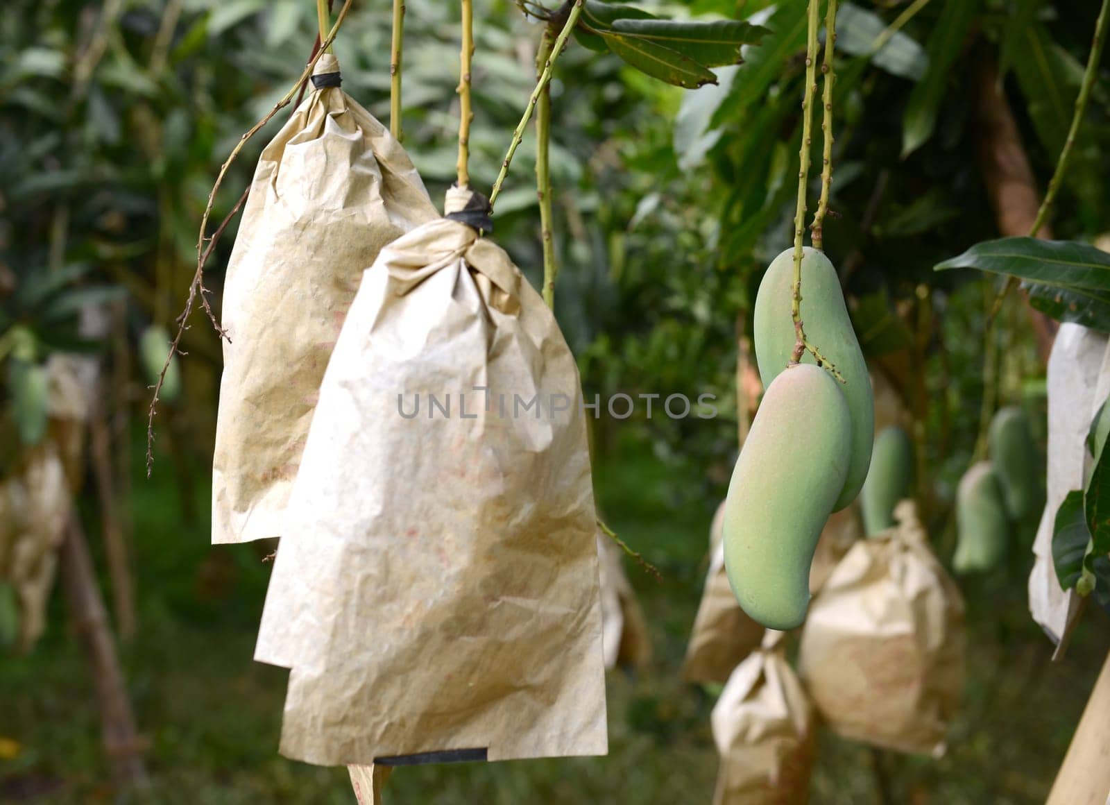 fresh mango on tree in the orchard
