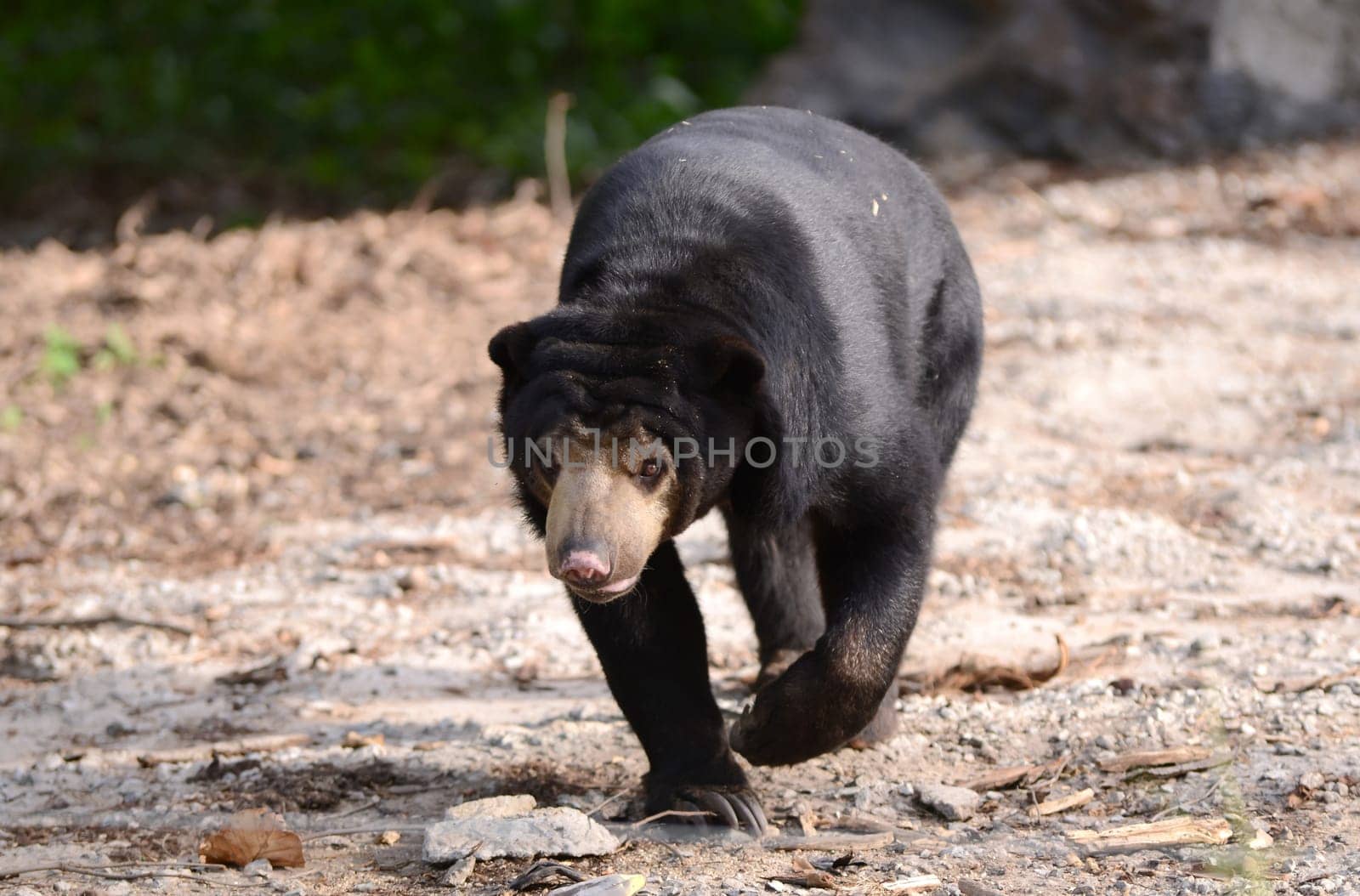 malayan sun bear walking forward