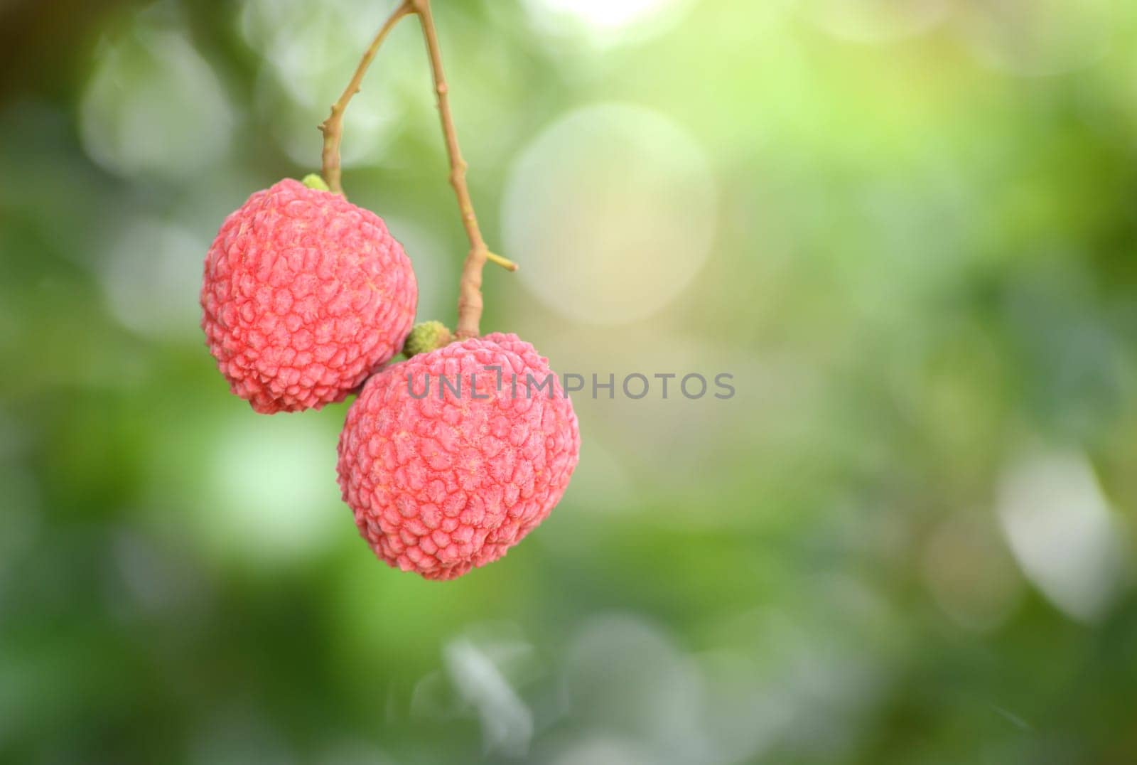 fresh lichi on tree in lichi orchard