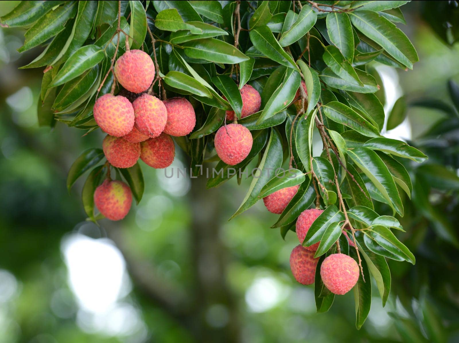 fresh lichi on tree in lichi orchard