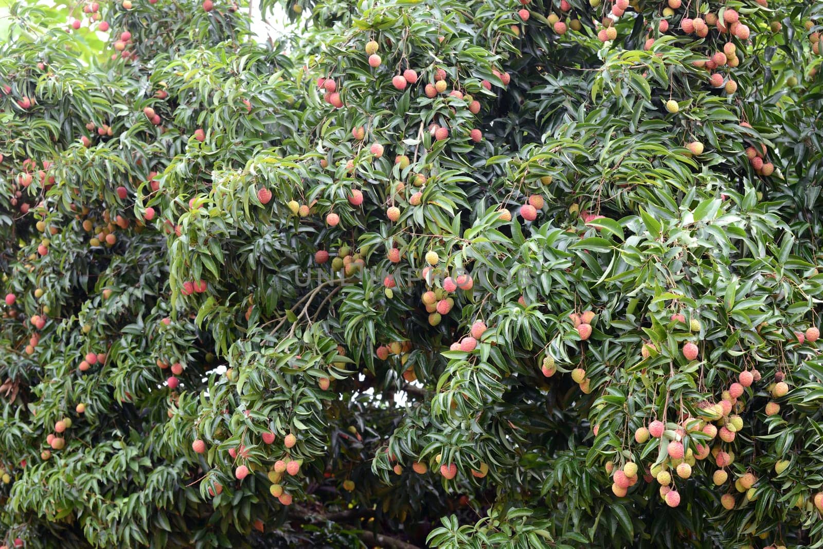 fresh lichi on tree in lichi orchard