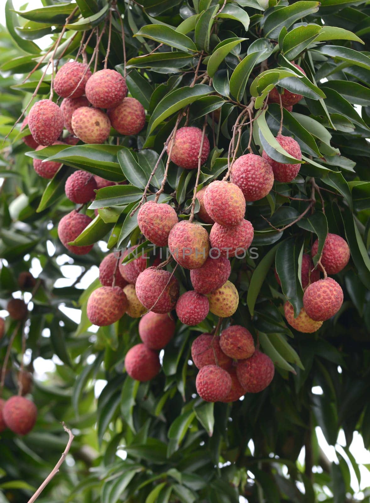 fresh lichi on tree in lichi orchard