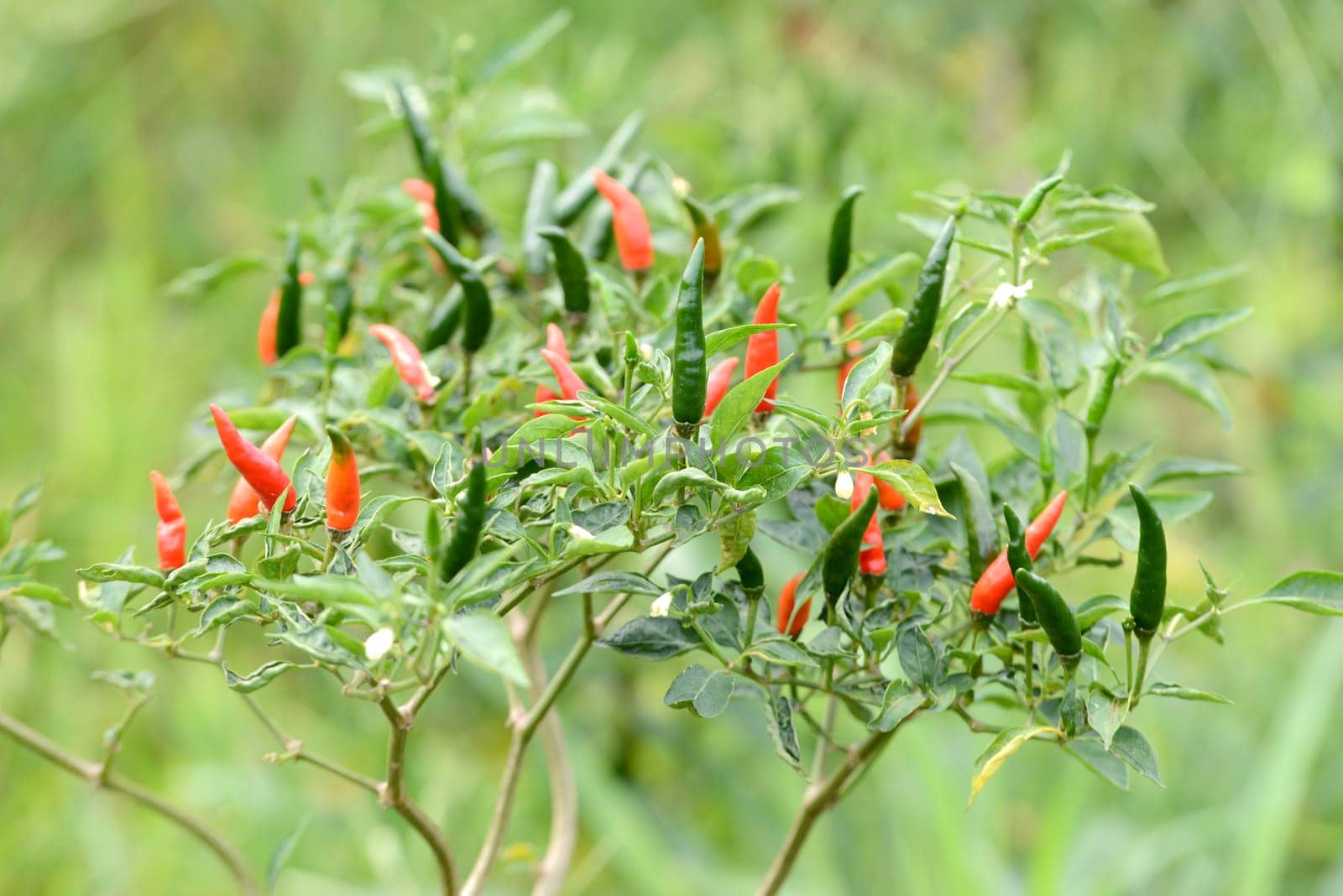 fresh chili on tree in the garden