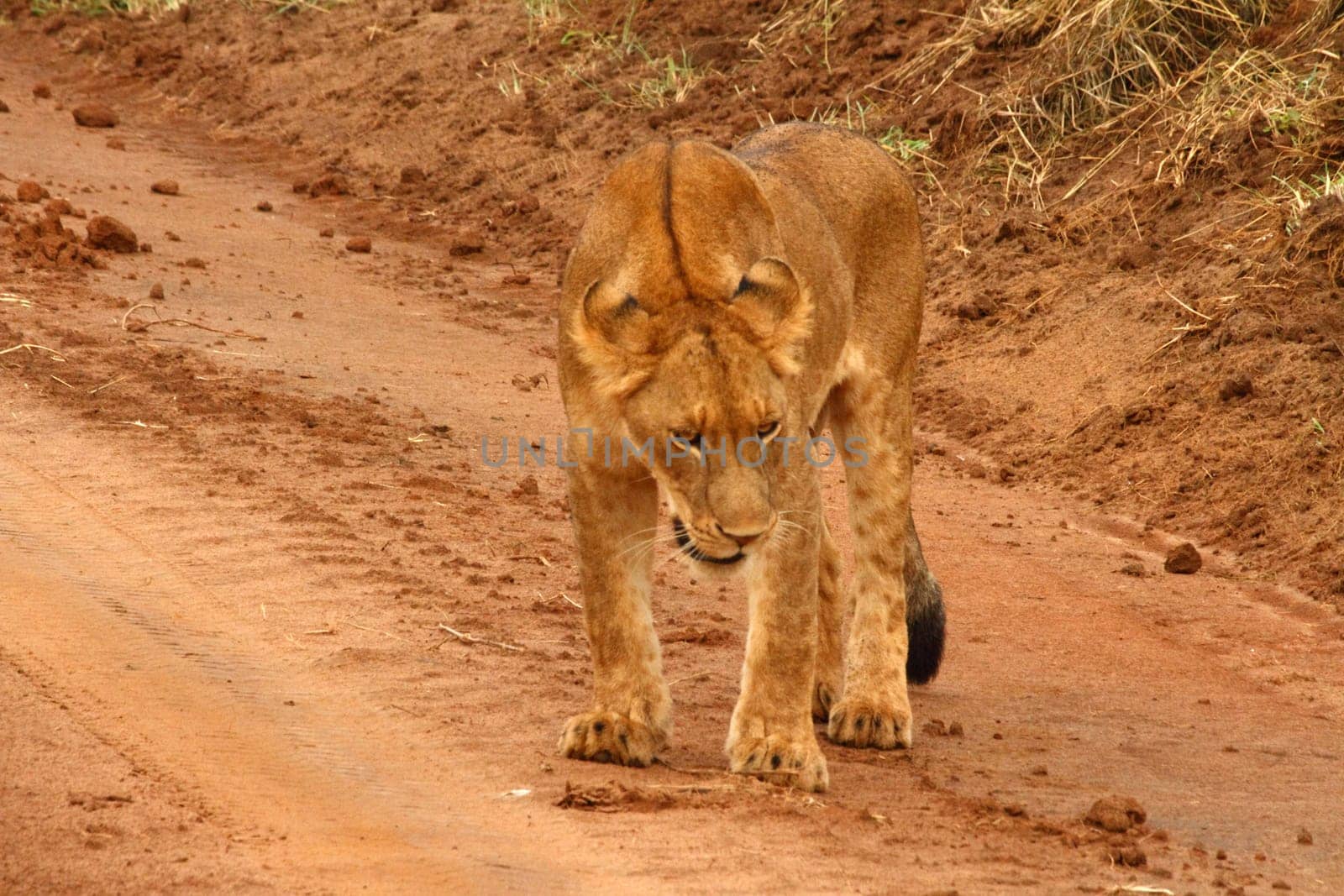 A juvenile lion stands on a dirt road in Uganda