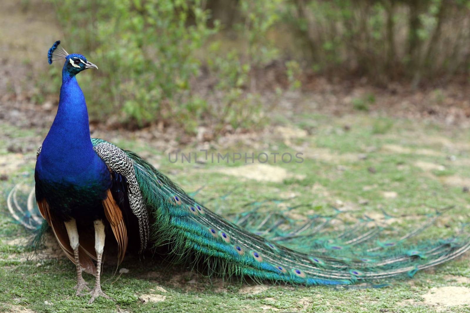 Details of an indian peafowl displaying in captivity.