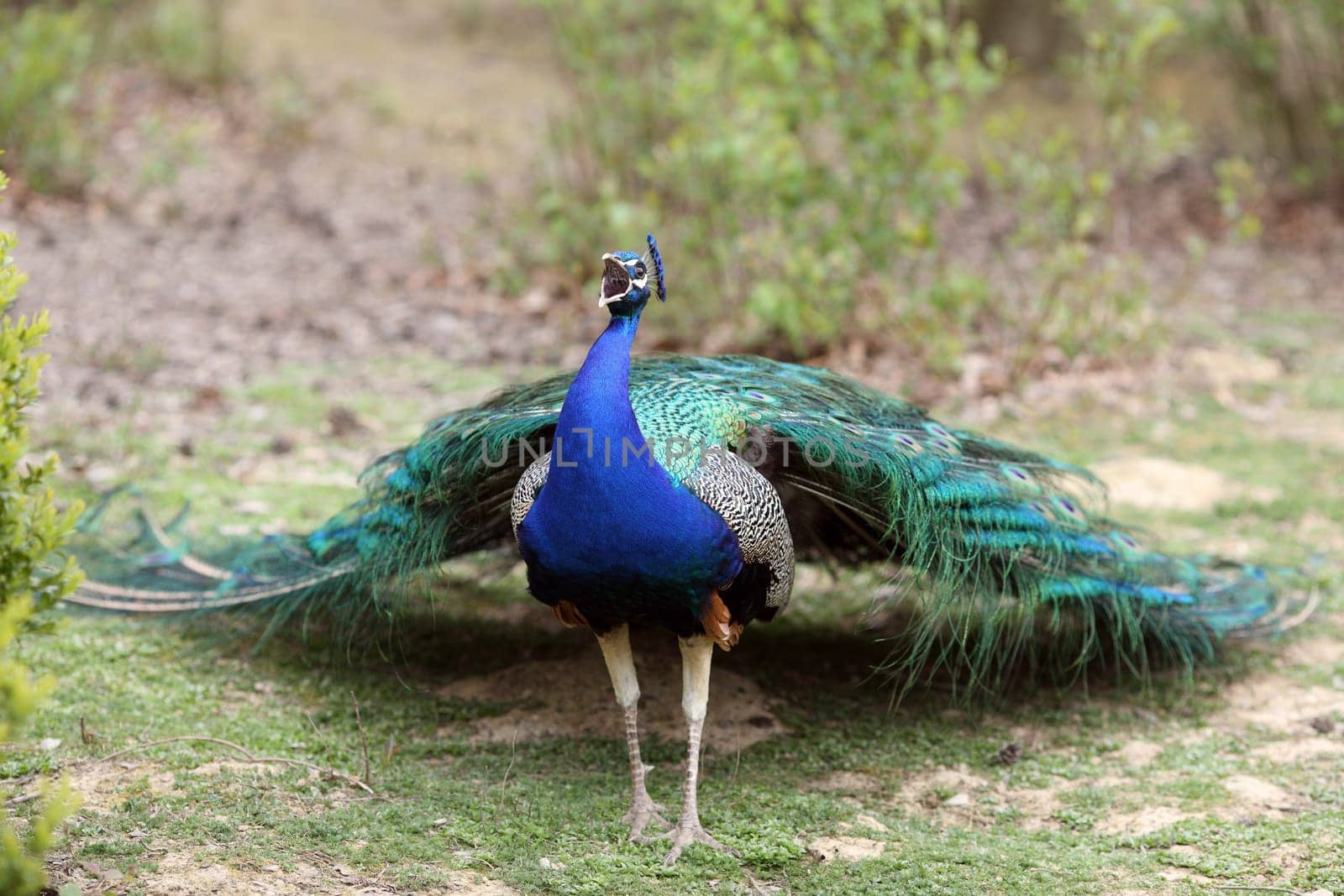 Details of an indian peafowl displaying in captivity.