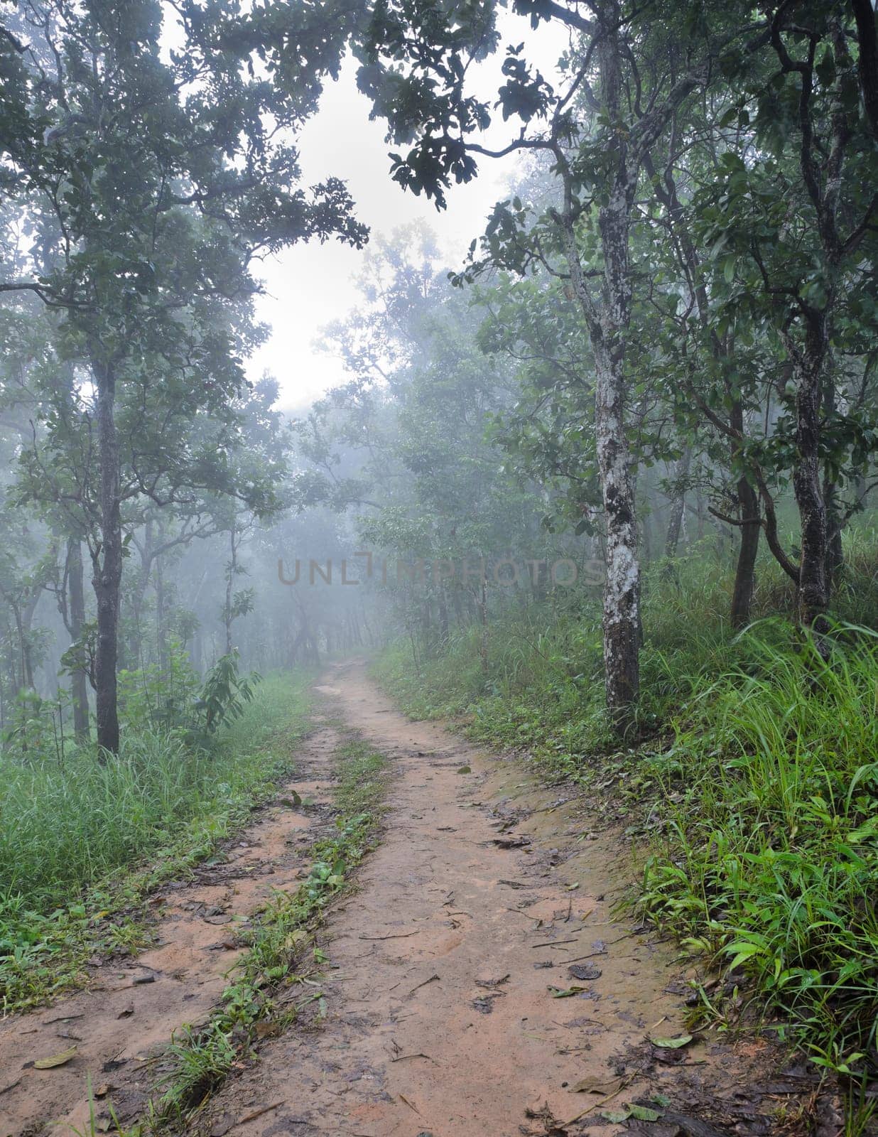 Hiking trail through forest