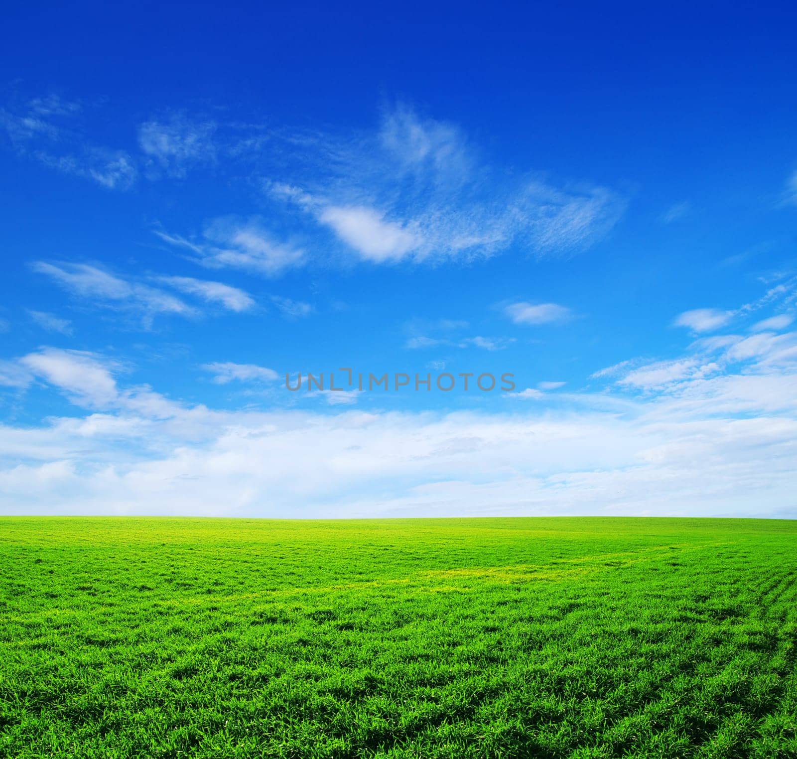 field on a background of the blue sky