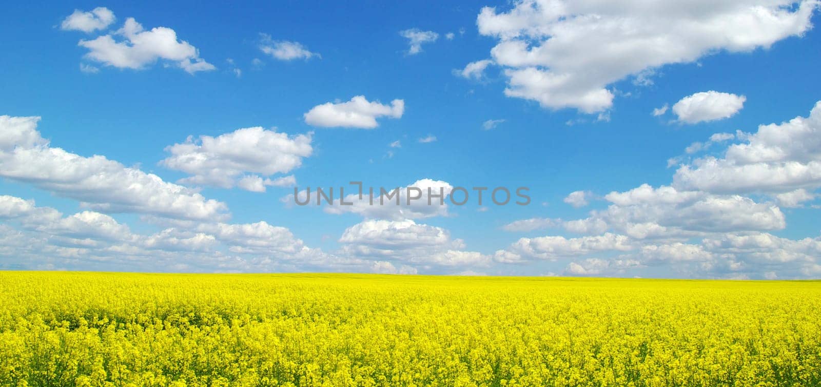 Rape field and clouds in sky