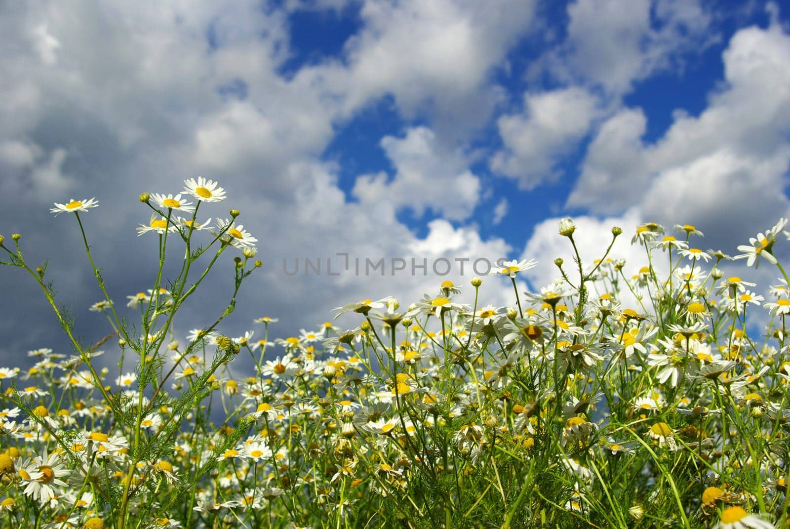 camomiles flowers on cloudy sky