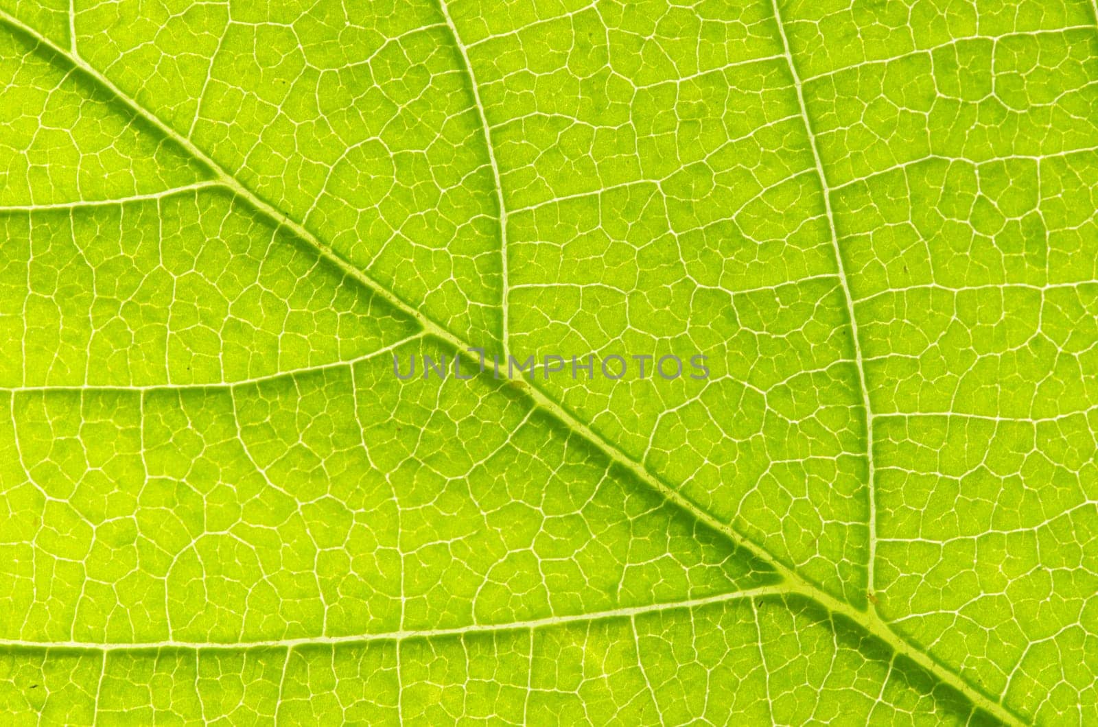 structure of leaf natural background
