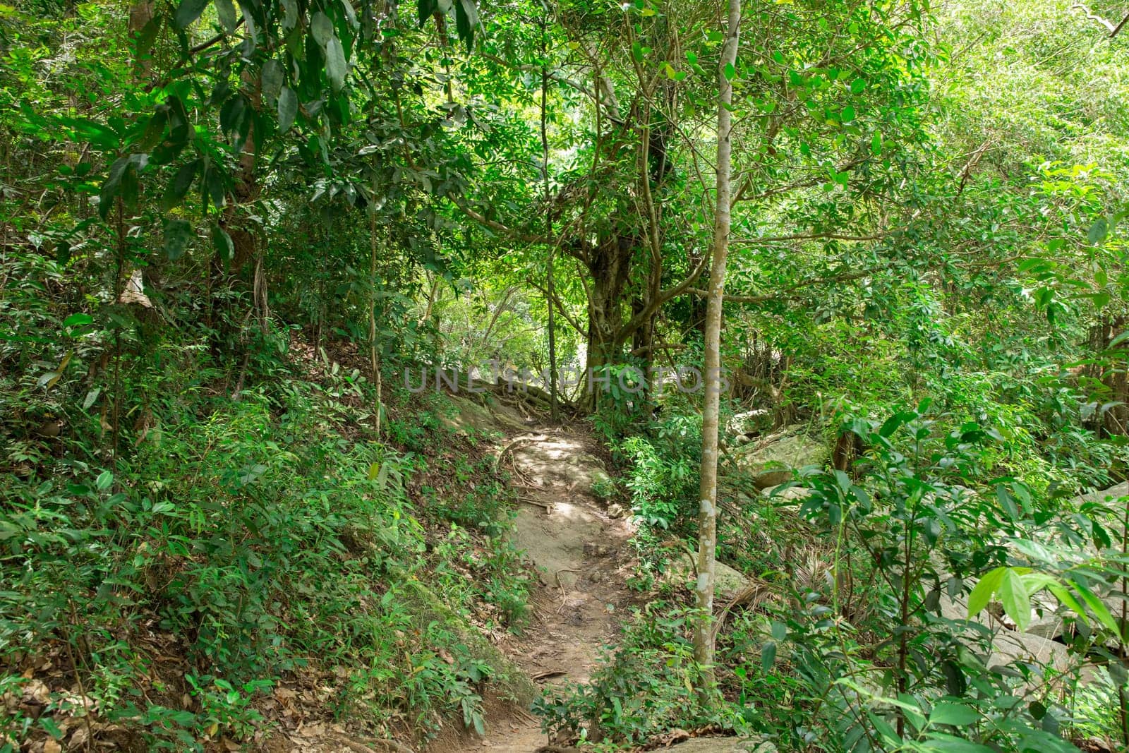 Stream in the tropical jungle