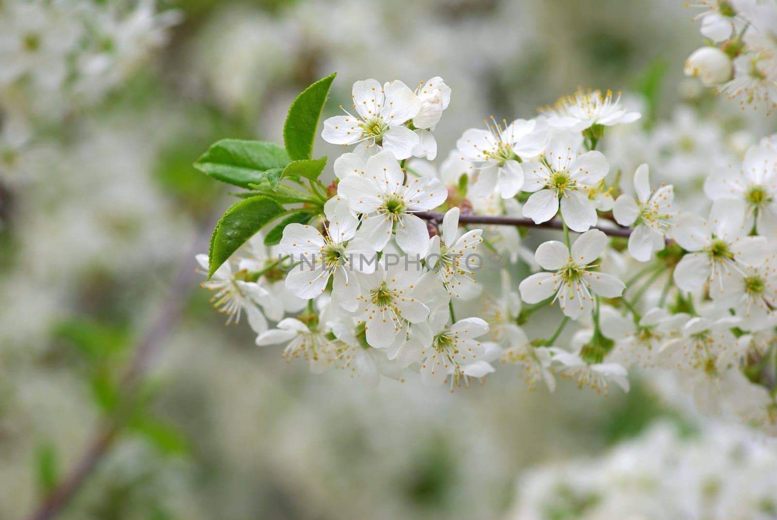 Close up of the cherry blossoms