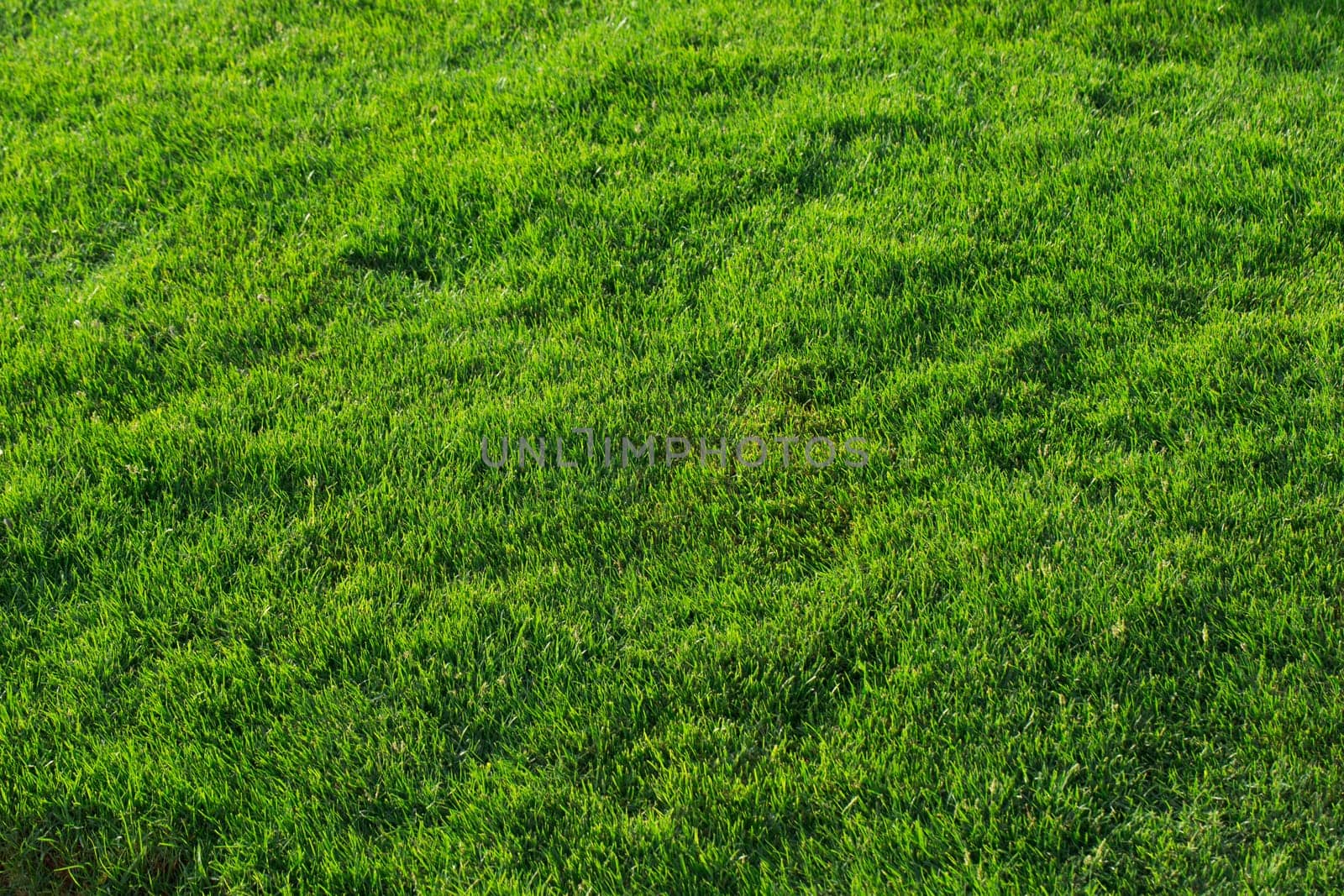 Green grass texture from a field