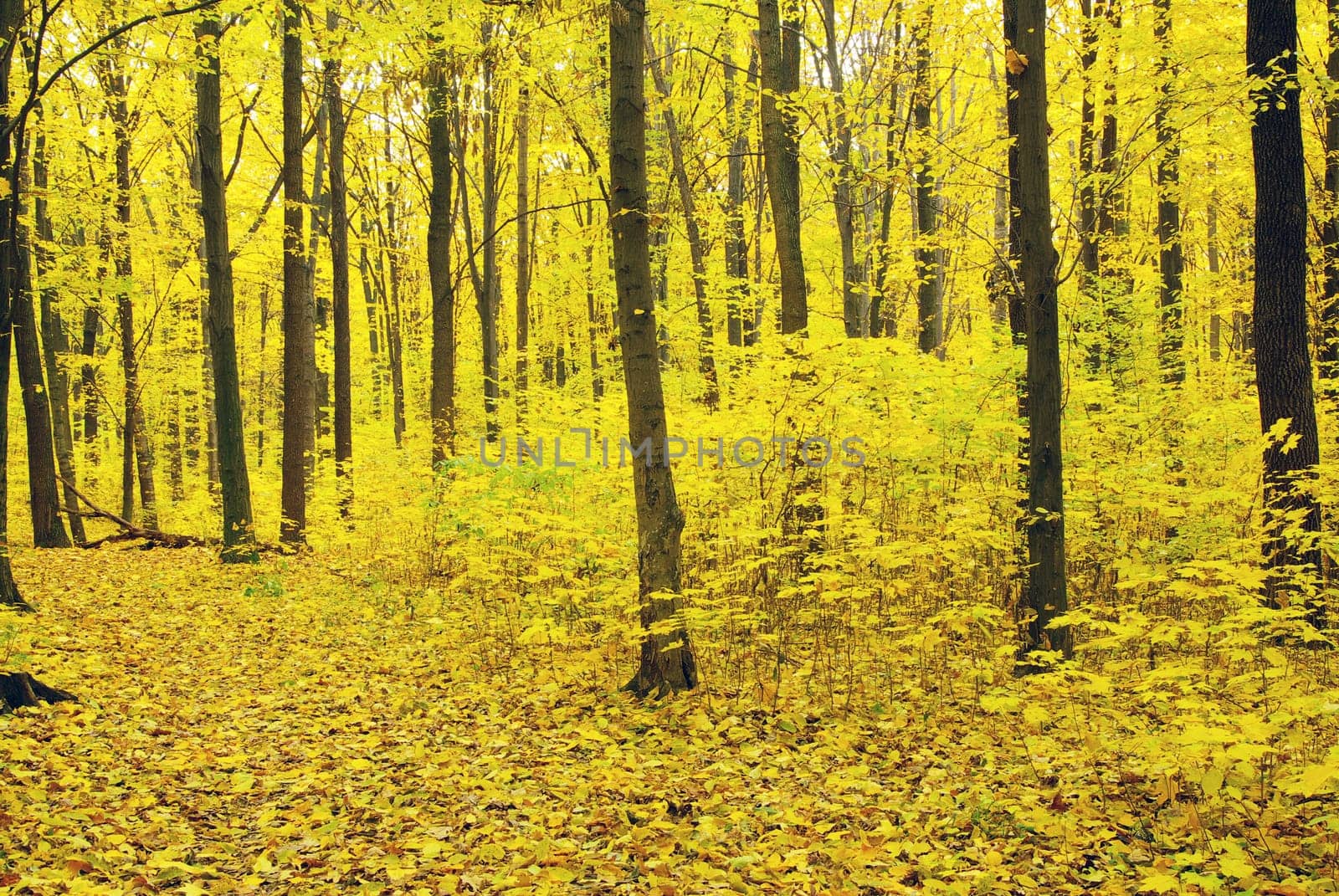autumn forest  background in a sunny day