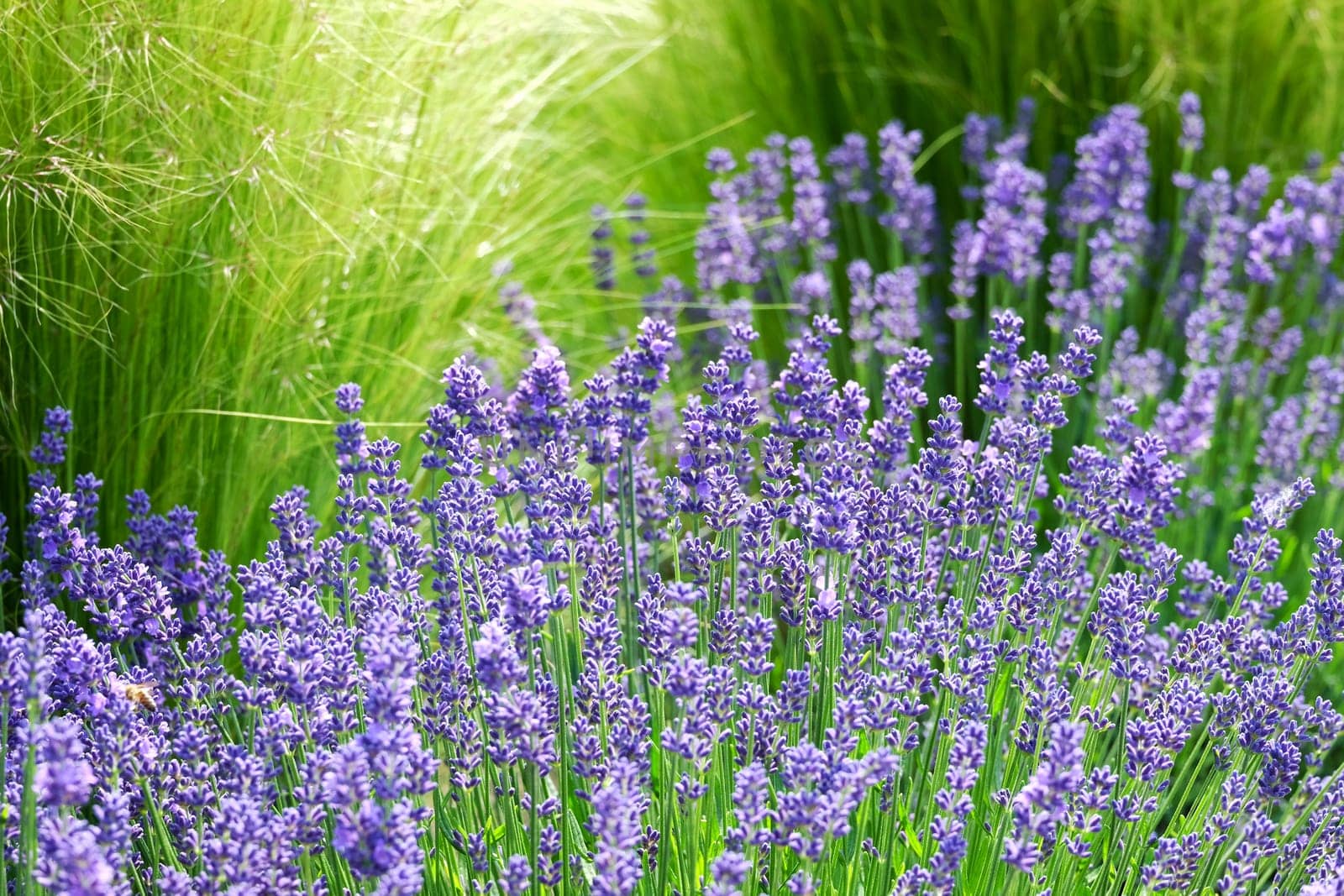 Real lavender,violet plant for scent ingesular production on a meadow