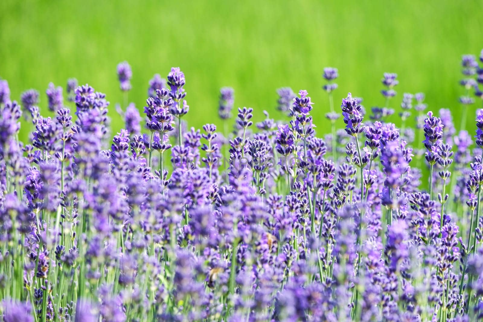 Real lavender,violet plant for scent ingesular production on a meadow