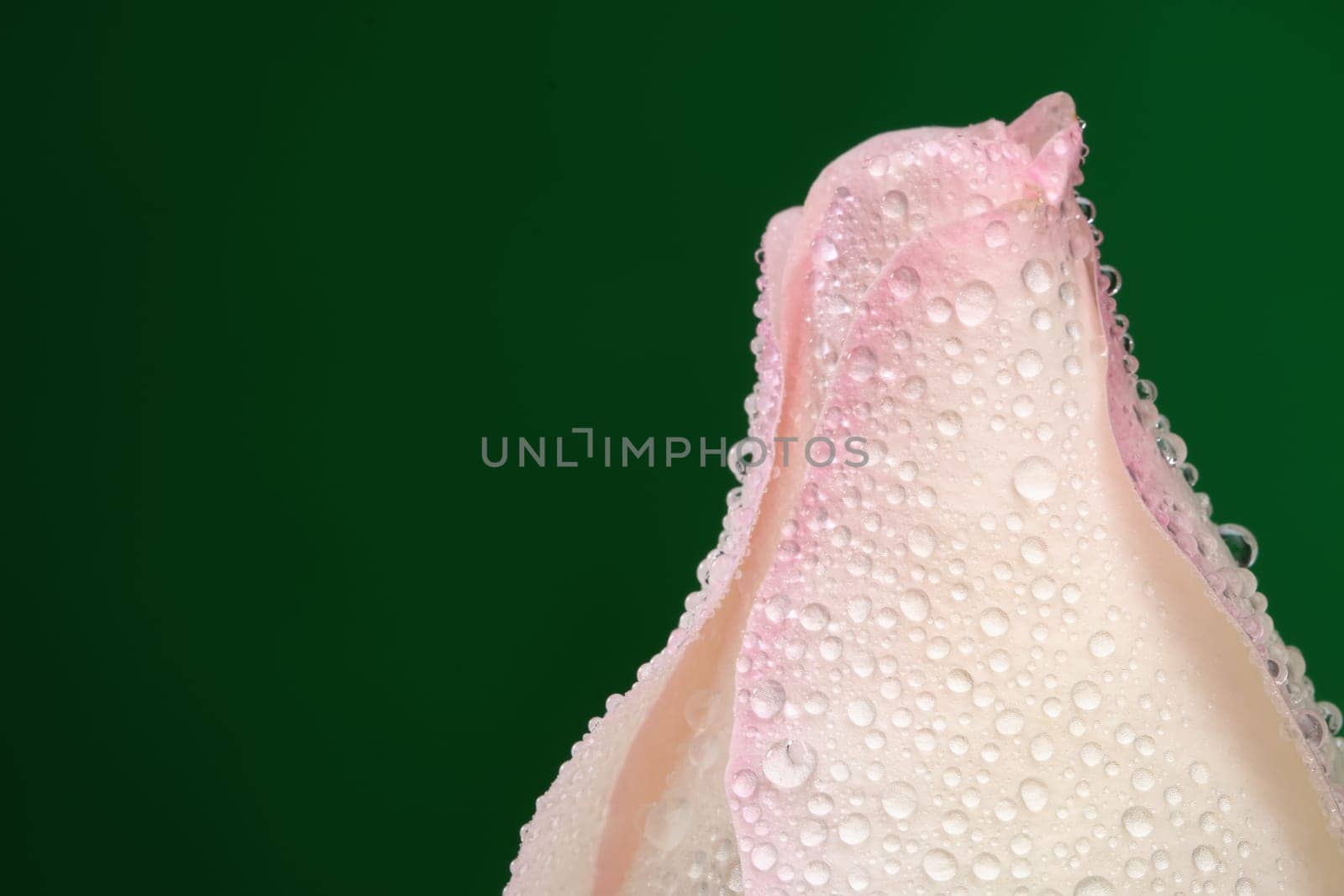 White rose with lots of water drops. Macro