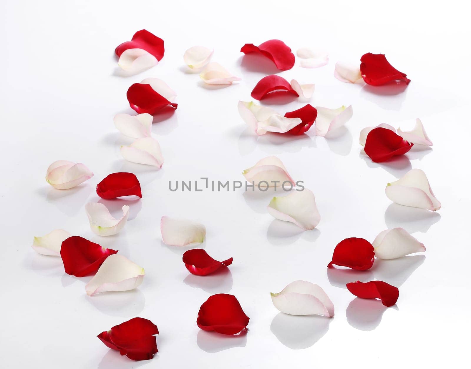 Lots of rose petals over white background