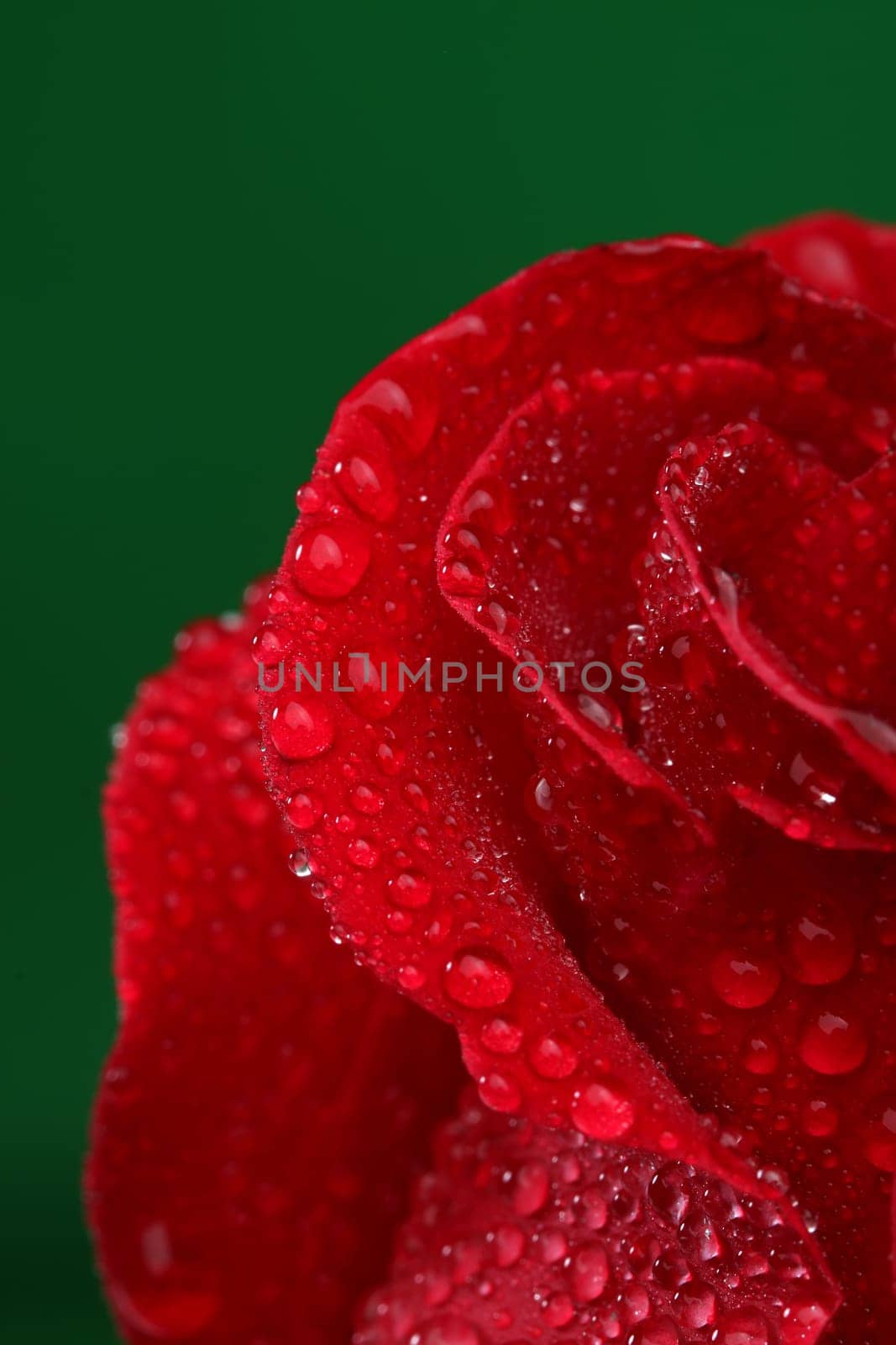 Red rose with lots of water drops. Macro