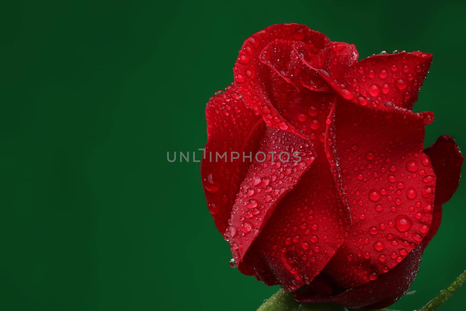Red rose with lots of water drops. Macro