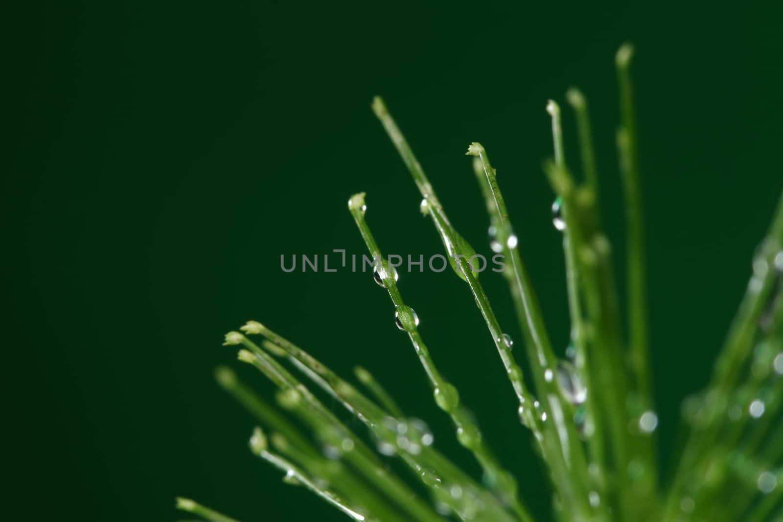 Fresh plant with water drops on green background