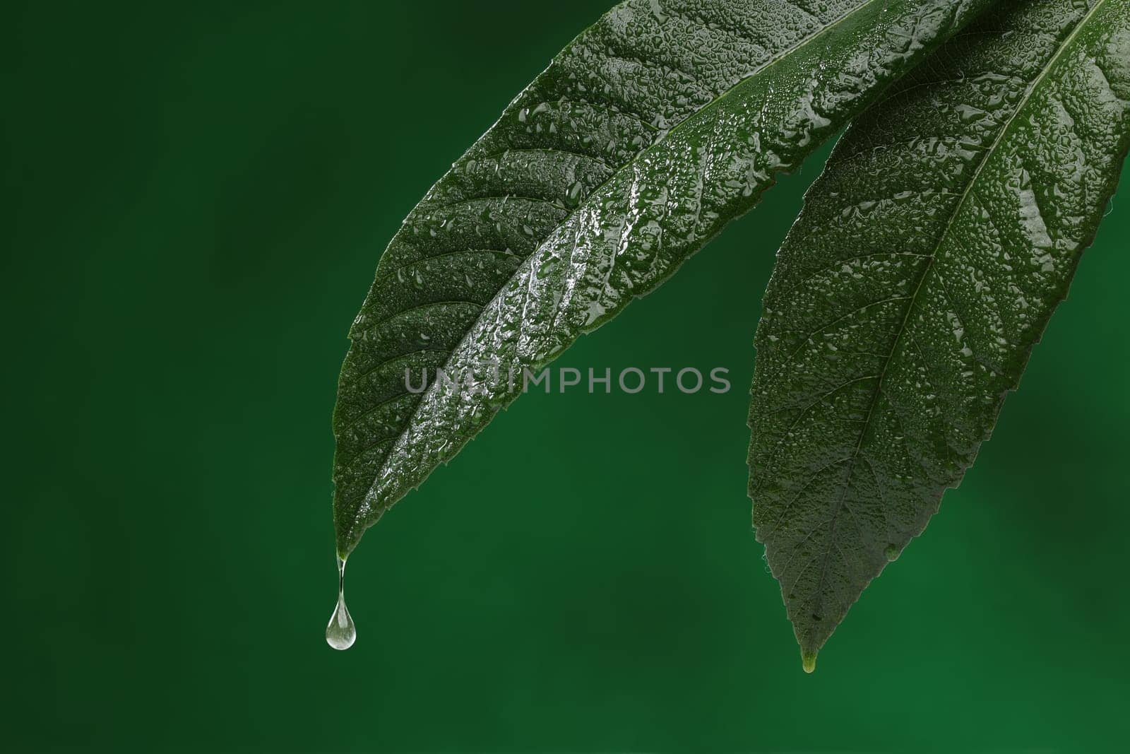 Two fresh leaves with water drop falling