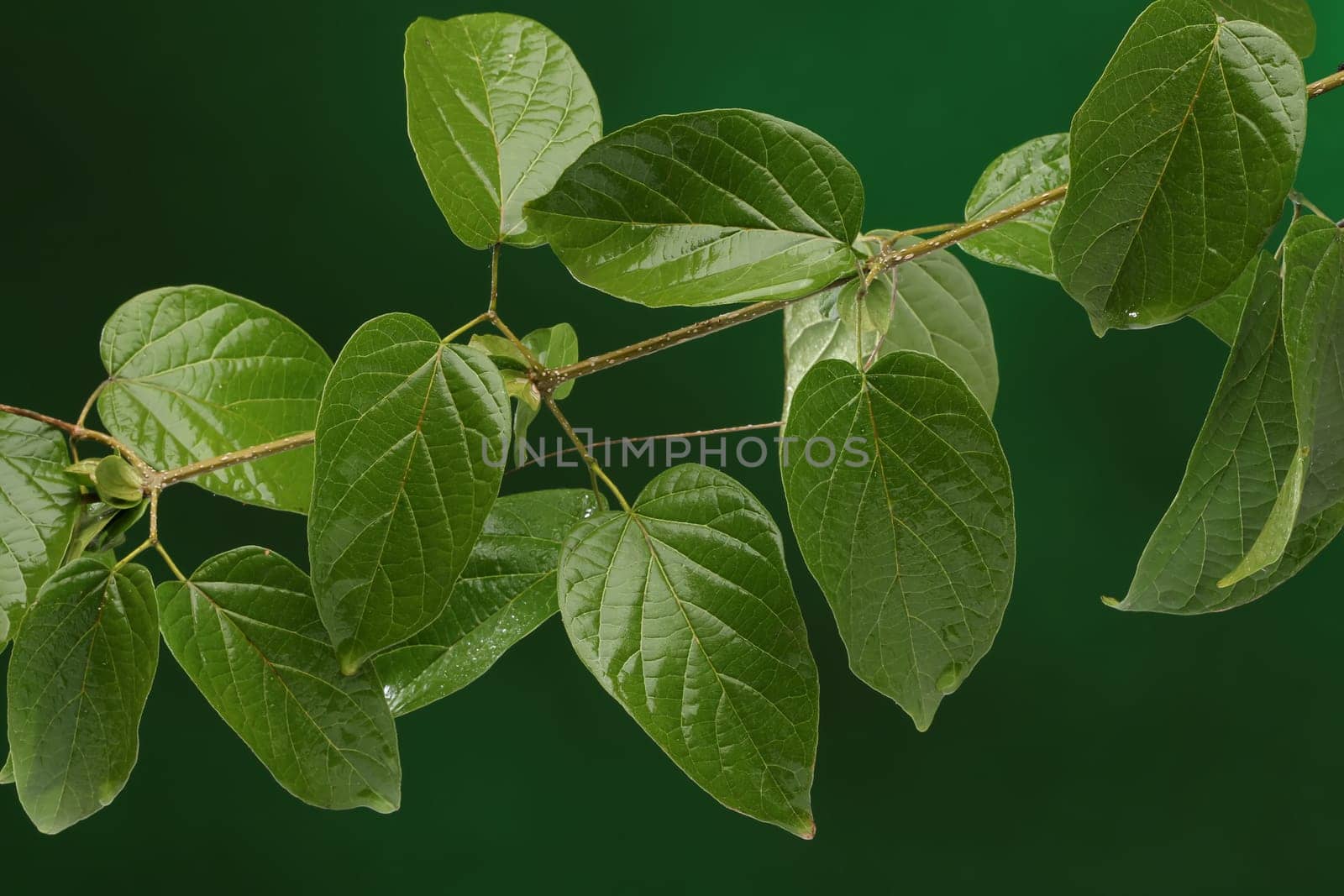 Group of green leaves on fresh natural background