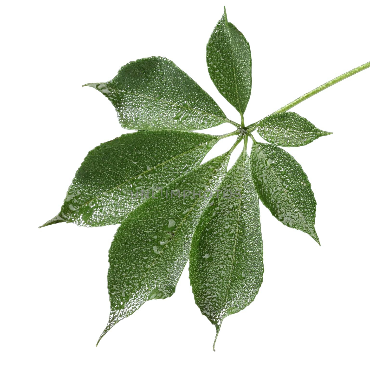 Fresh green leaf isolated on white background