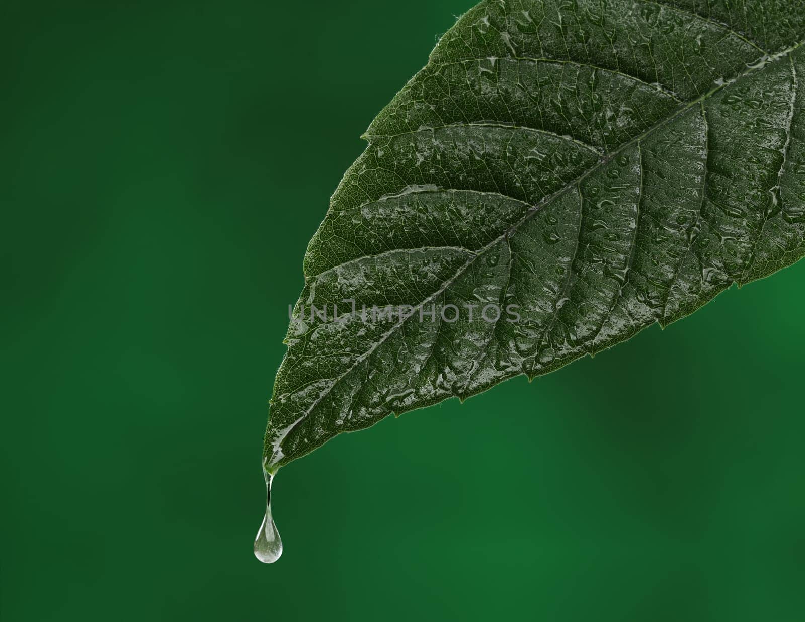 Green fresh leaf with a water drop falling. Natural background