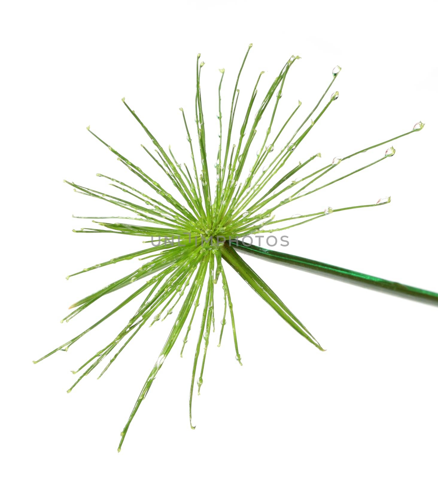 Fresh green leaf isolated on white background