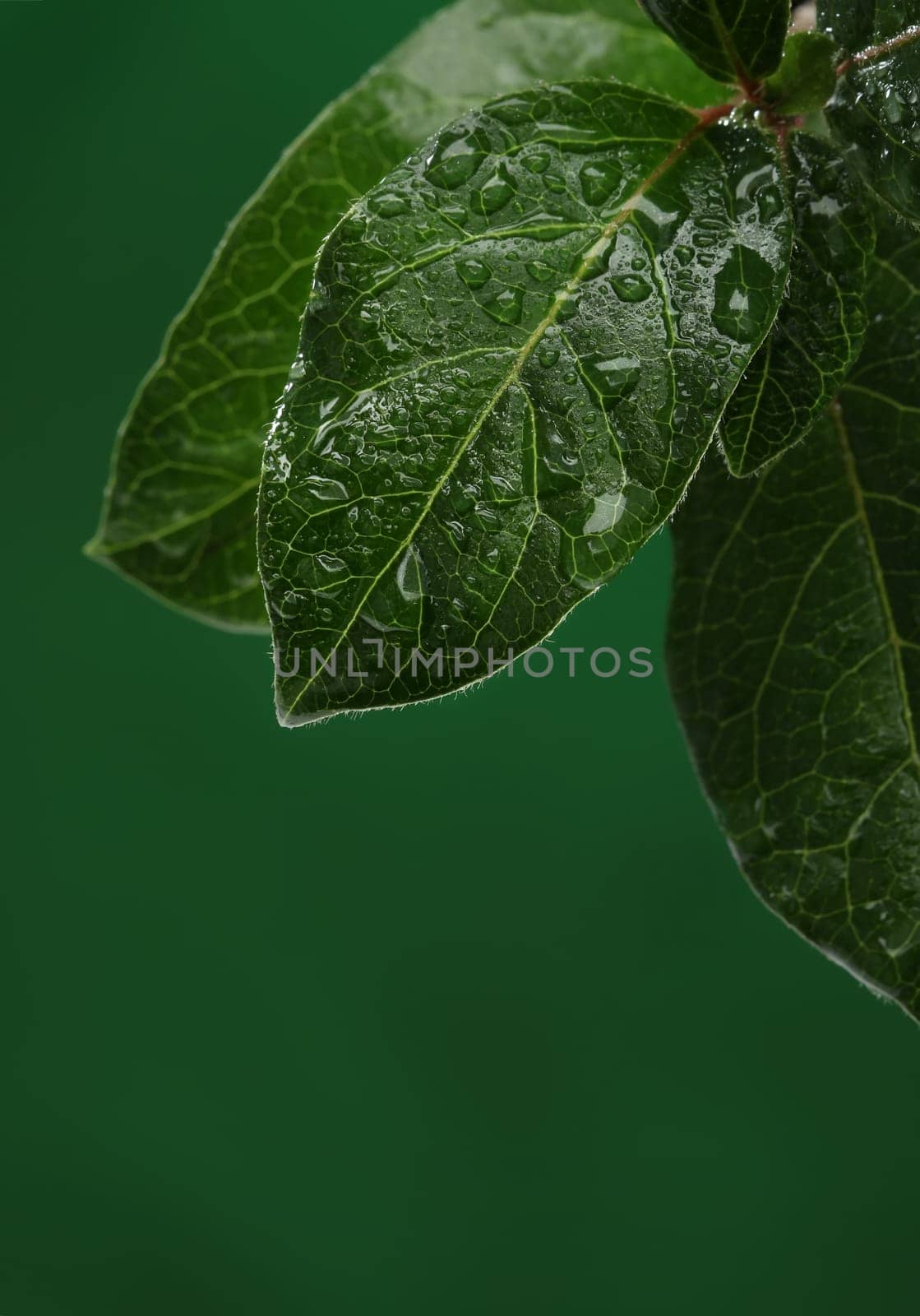 Fresh leaves with water drops. Natural background