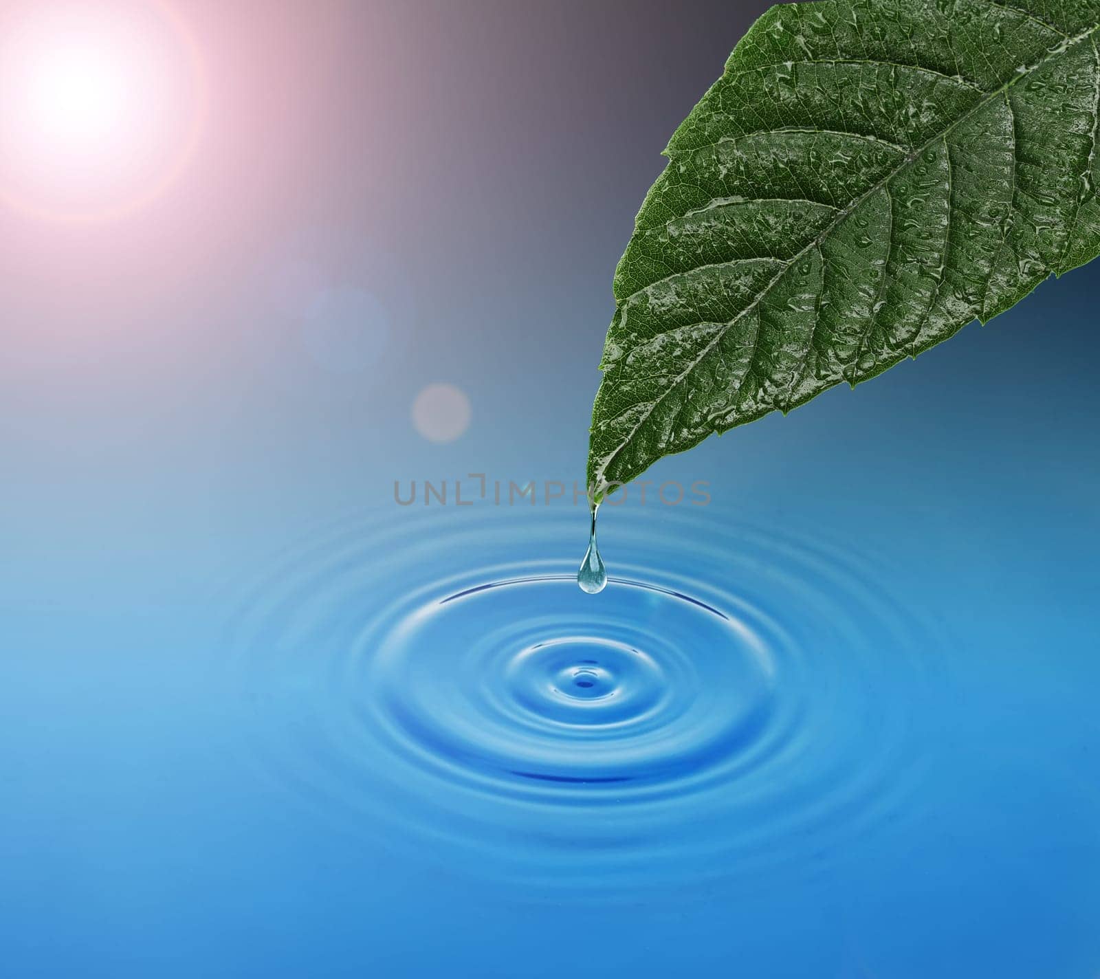 Green leaf with water drop falling. Blue waves
