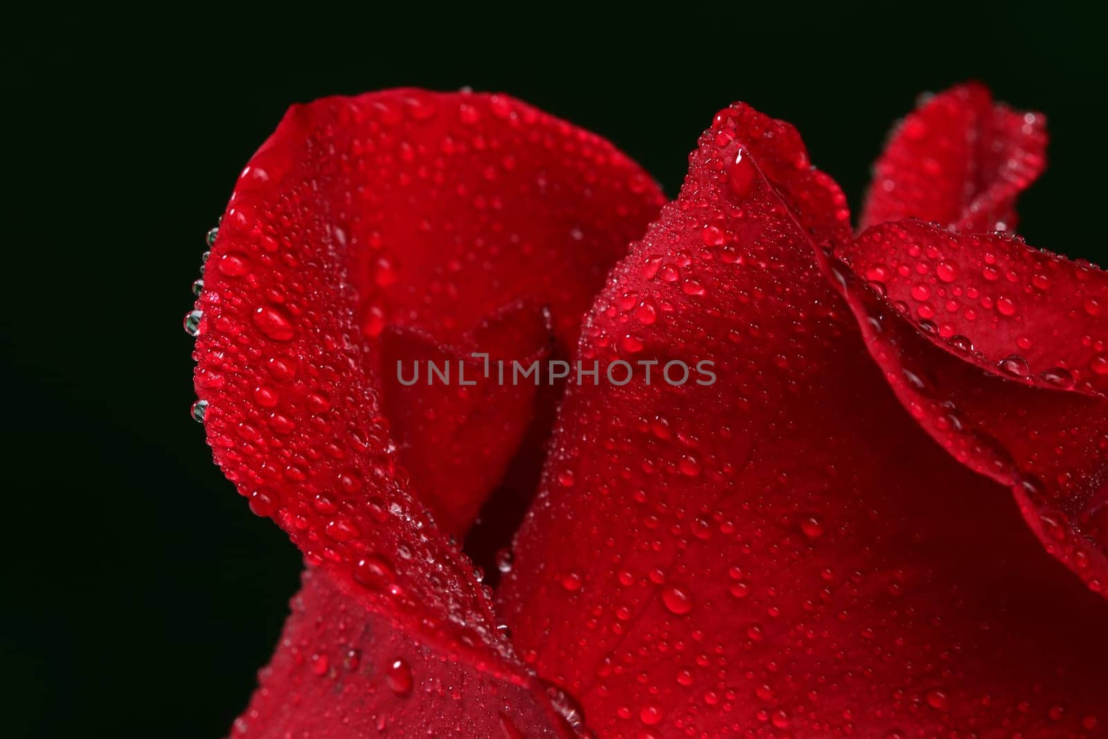 Red rose with lots of water drops. Macro