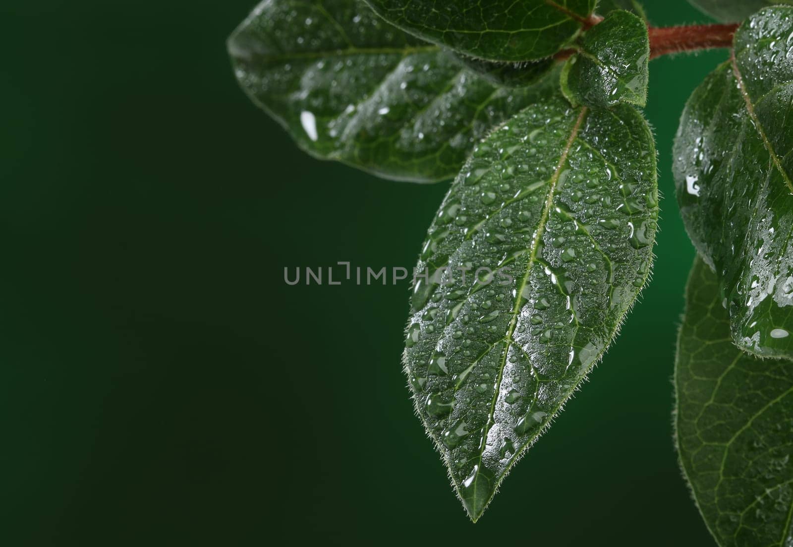 Fresh leaves with water drops. Natural background