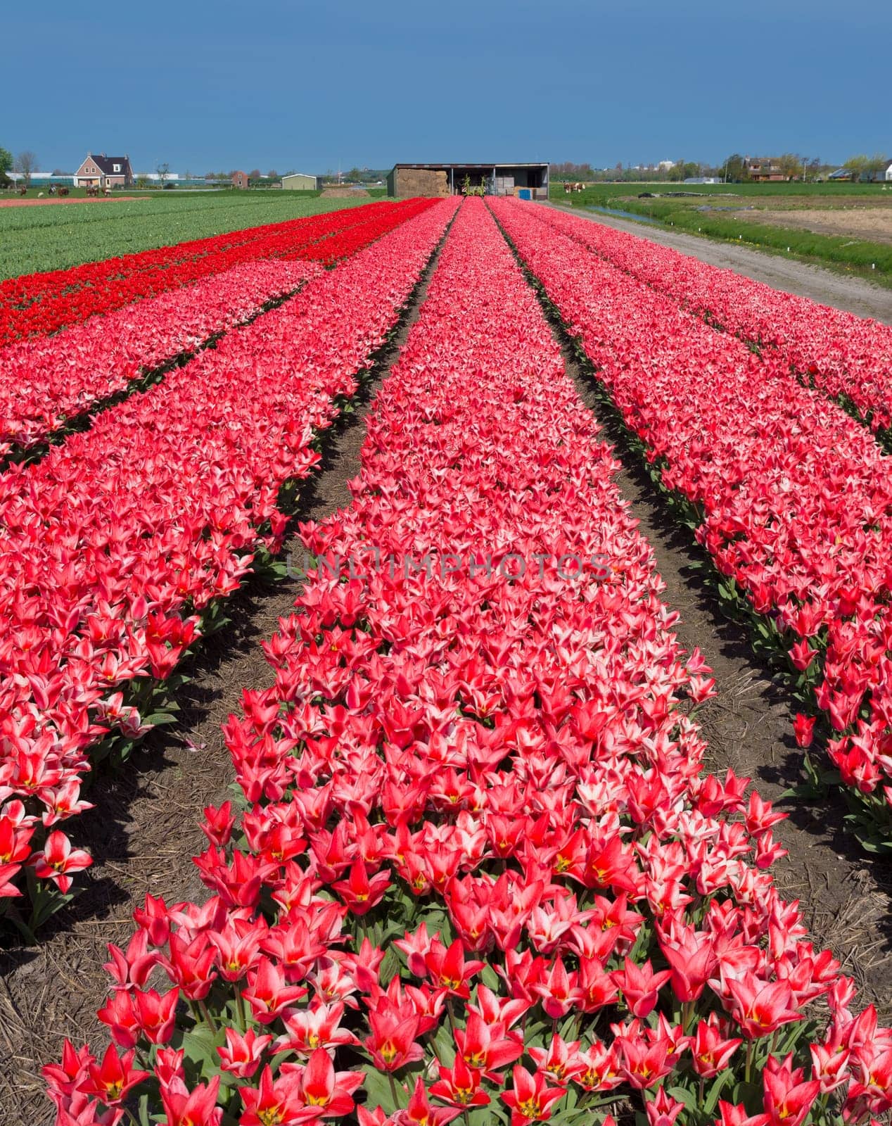 field with red tulips in the netherlands