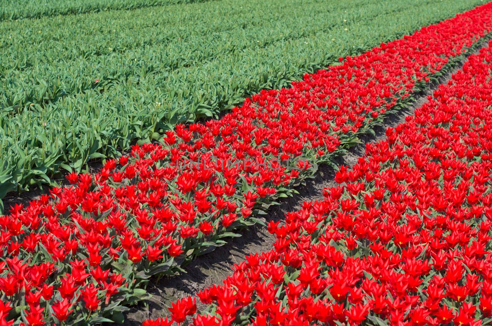 field with red tulips in the netherlands