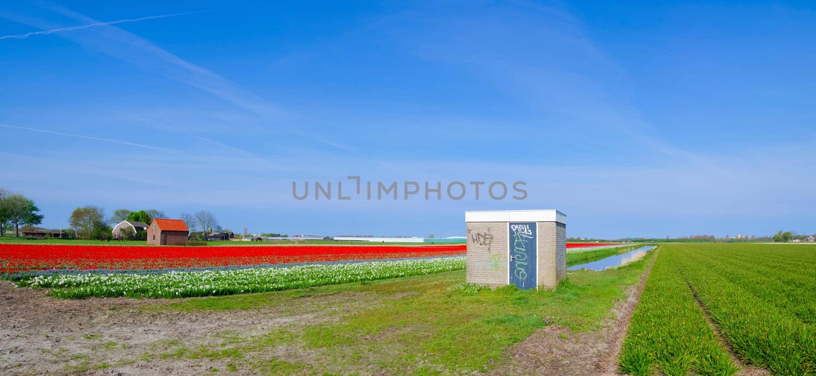blooming tulips in a dutch landscape
