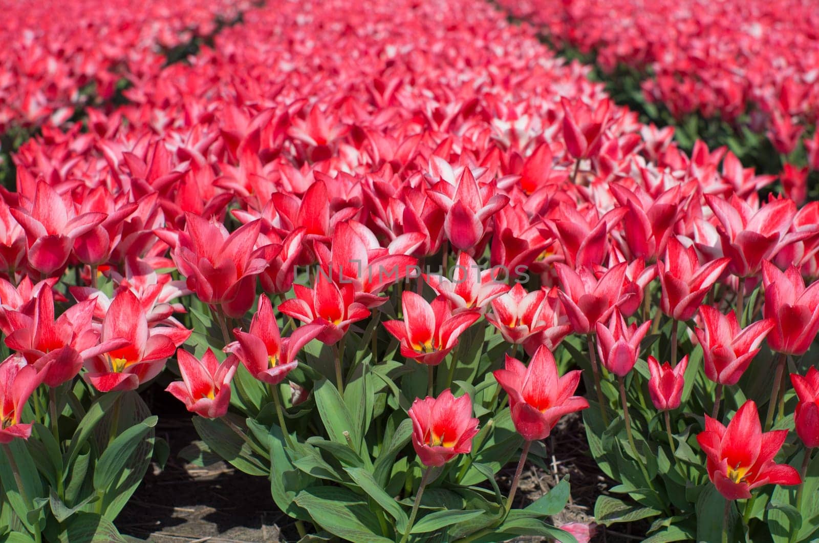 field with red tulips in the netherlands