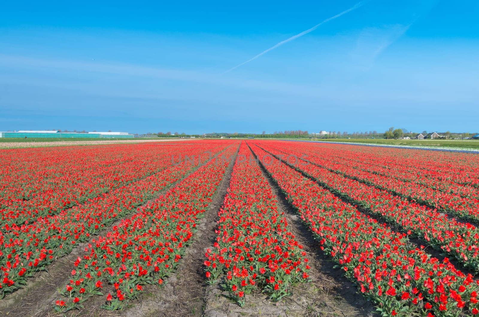 field with red tulips in the netherlands