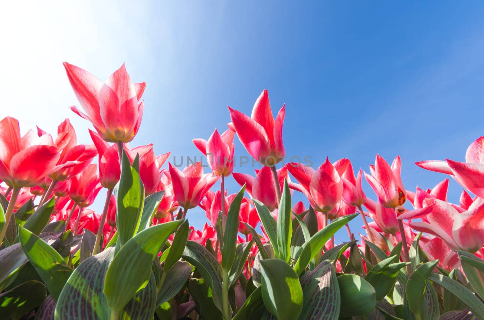 low angle view of a field with beautiful pink tulips