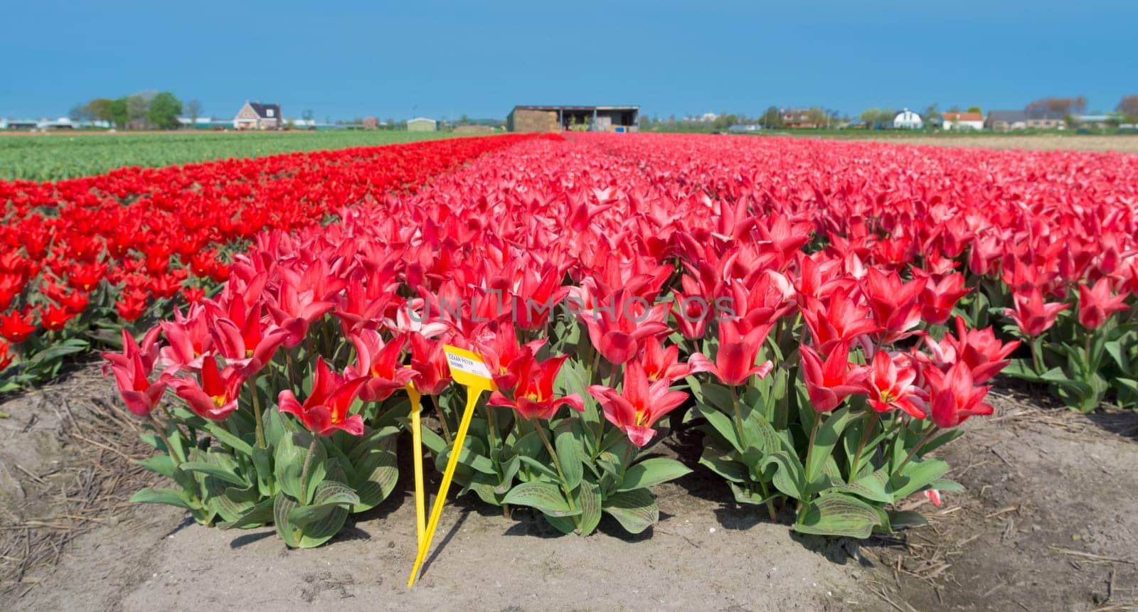 field with red tulips in the netherlands