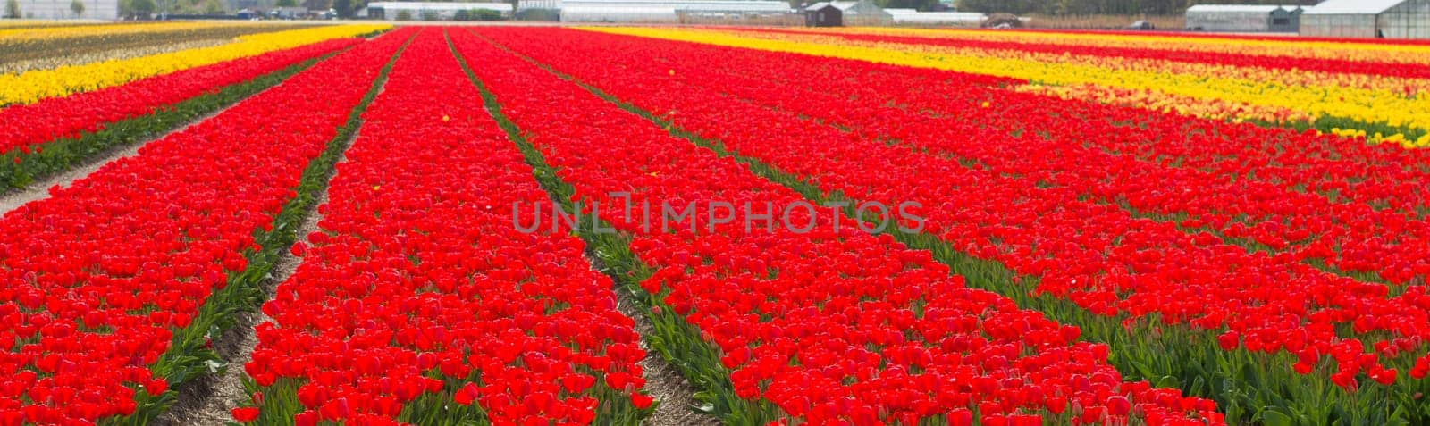 field with red tulips in the netherlands